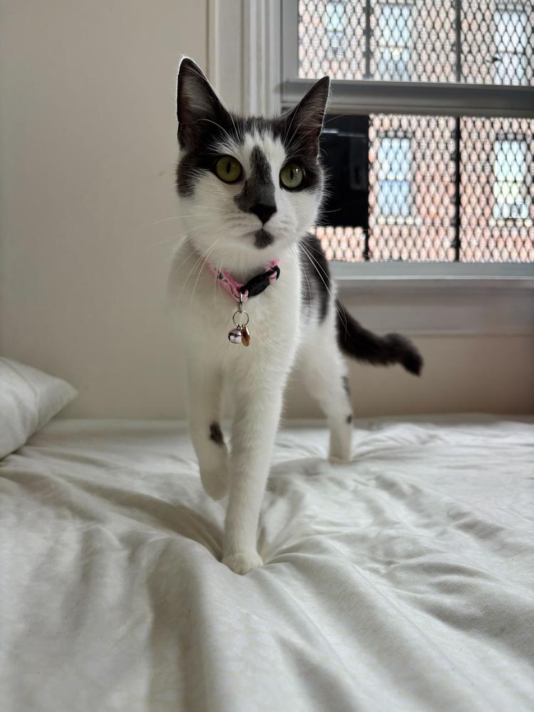 Zara, a Adoptable mixed breed in New York, NY image 3/5