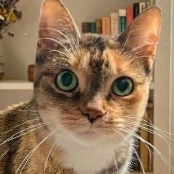 FLORENCE WINIFRED, Adoptable, Adult Female Domestic Short Hair.