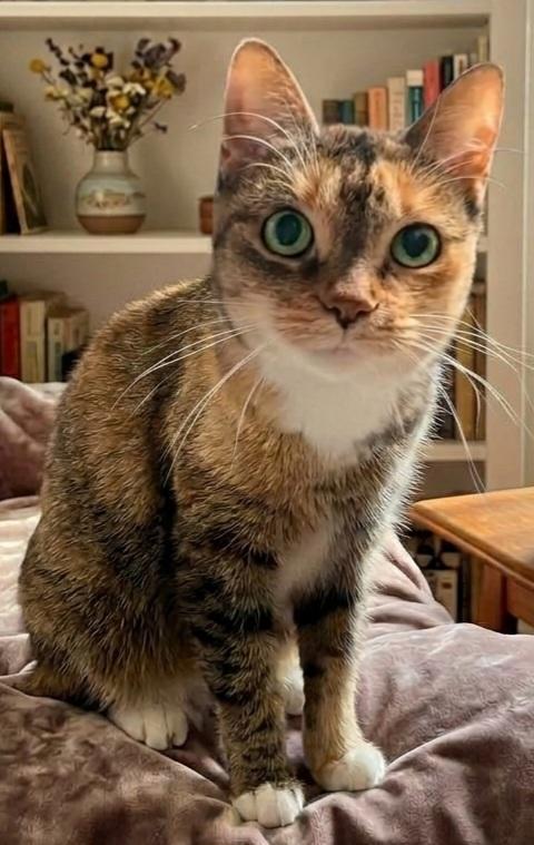 Enlarge FLORENCE WINIFRED, a Adoptable Domestic Short Hair in Barron, WI image 2/2