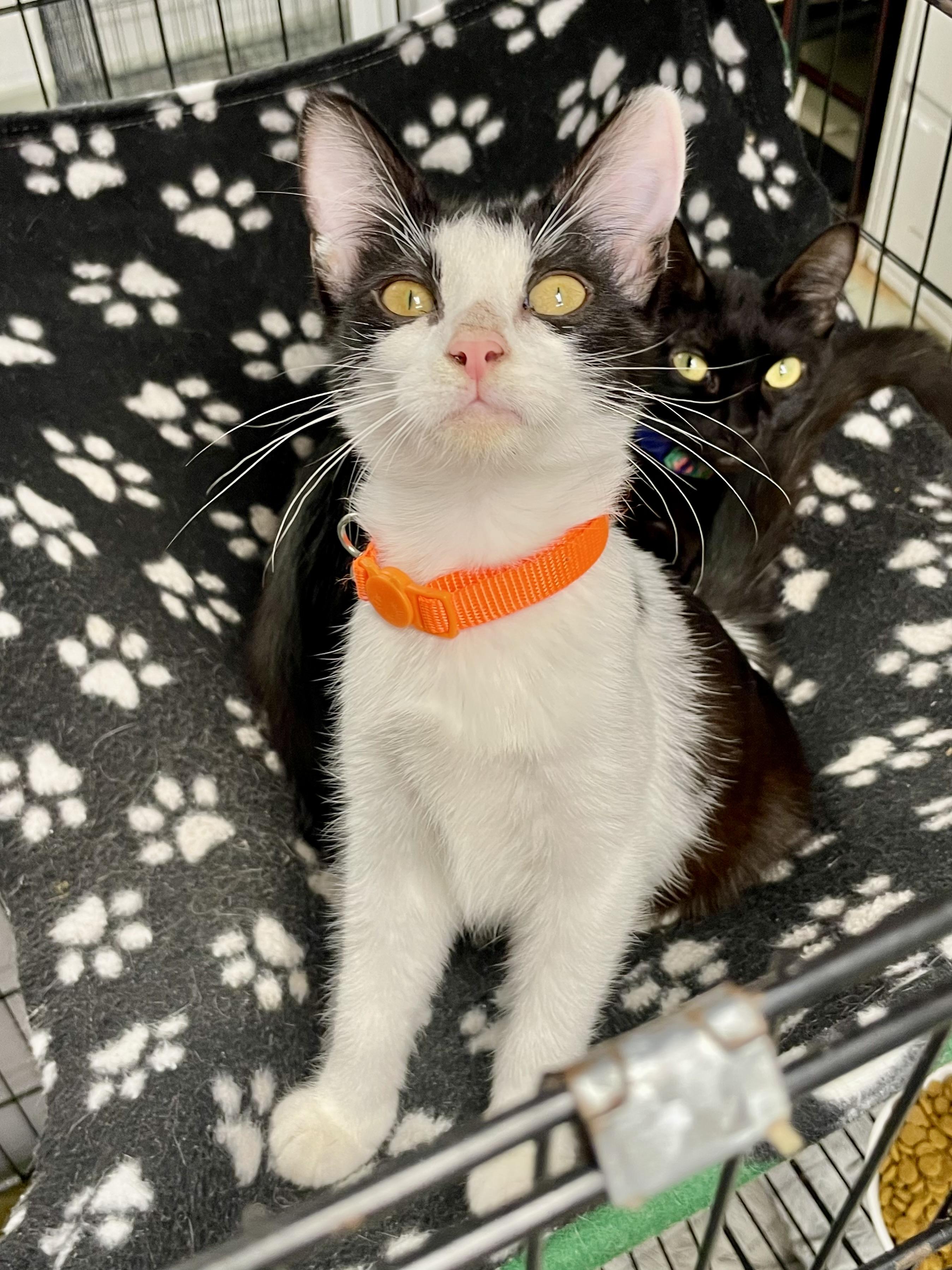 Enlarge Fettucine, a ADOPTABLE Domestic Short Hair in Plano, TX image 2/4
