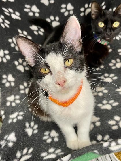 Fettucine, ADOPTABLE, Young Female Domestic Short Hair.