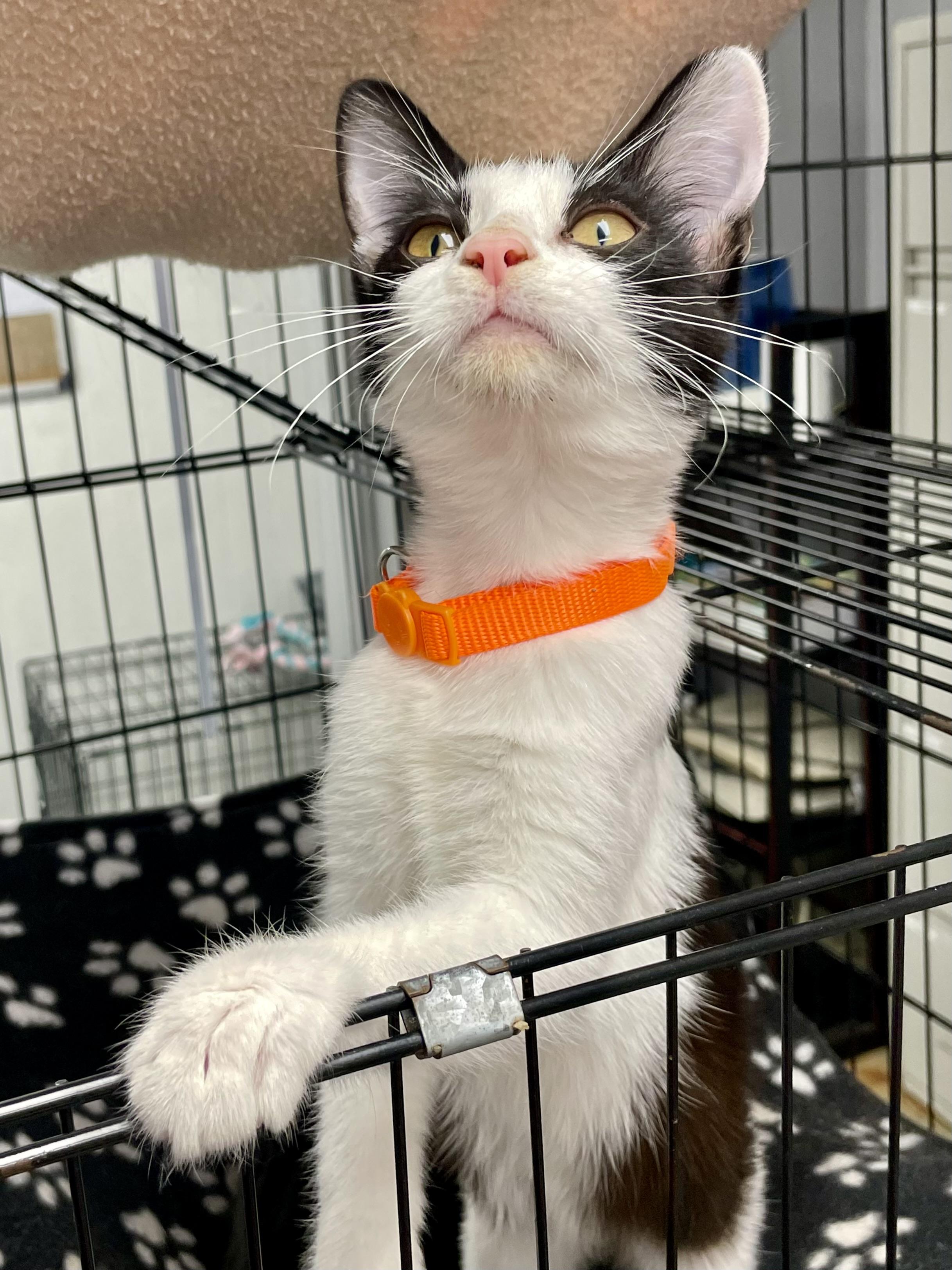 Enlarge Fettucine, a ADOPTABLE Domestic Short Hair in Plano, TX image 4/4