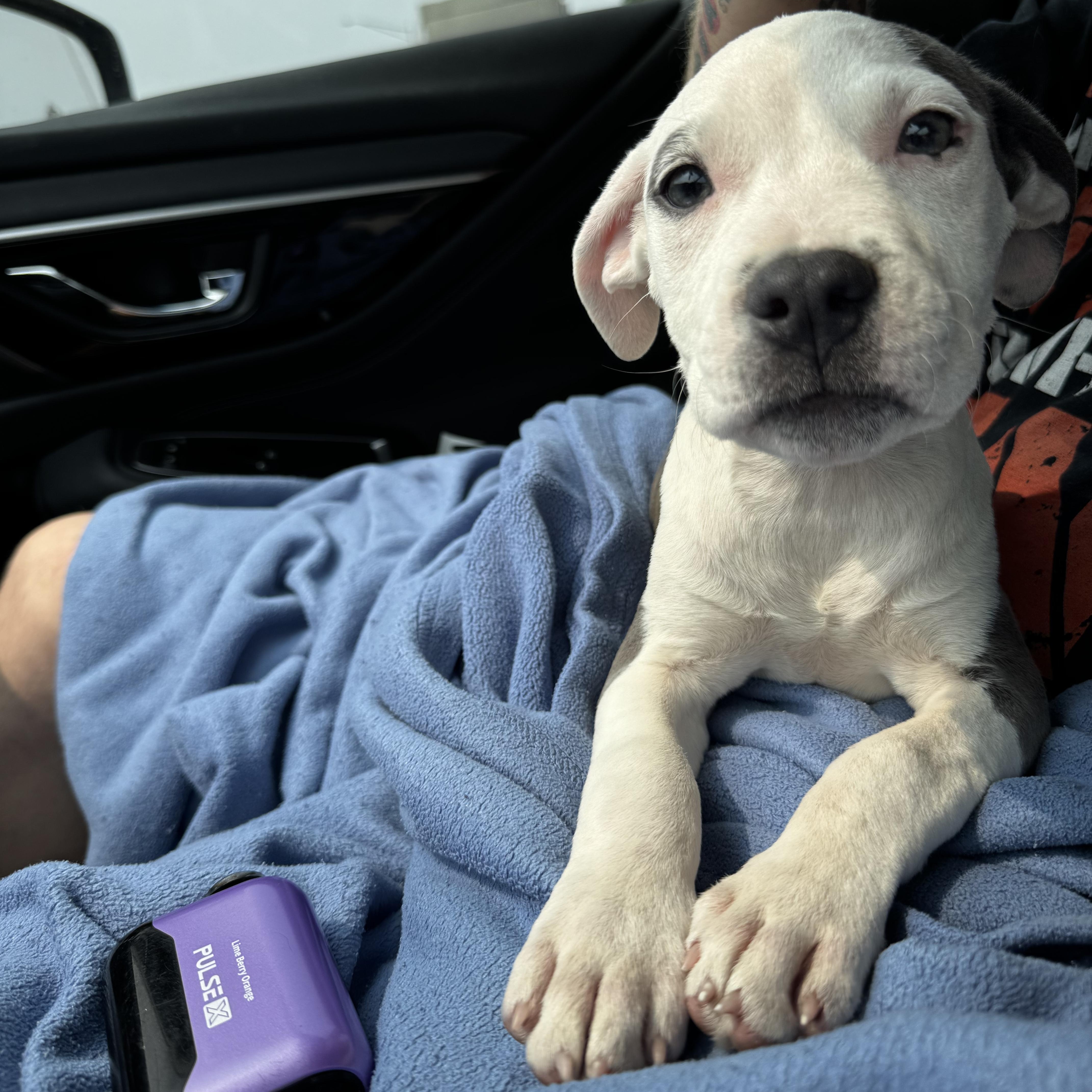 Enlarge Maleficent, a Adoptable mixed breed in Portland, ME image 3/5
