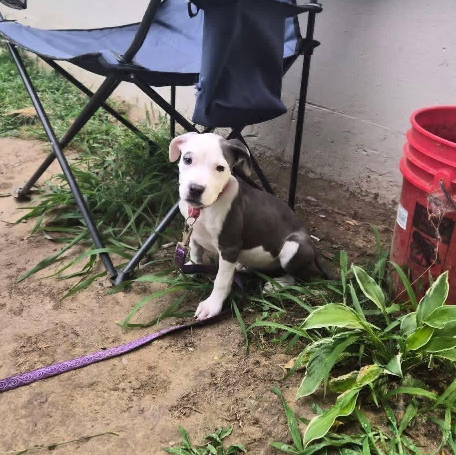 Enlarge Maleficent, a Adoptable mixed breed in Portland, ME image 5/5