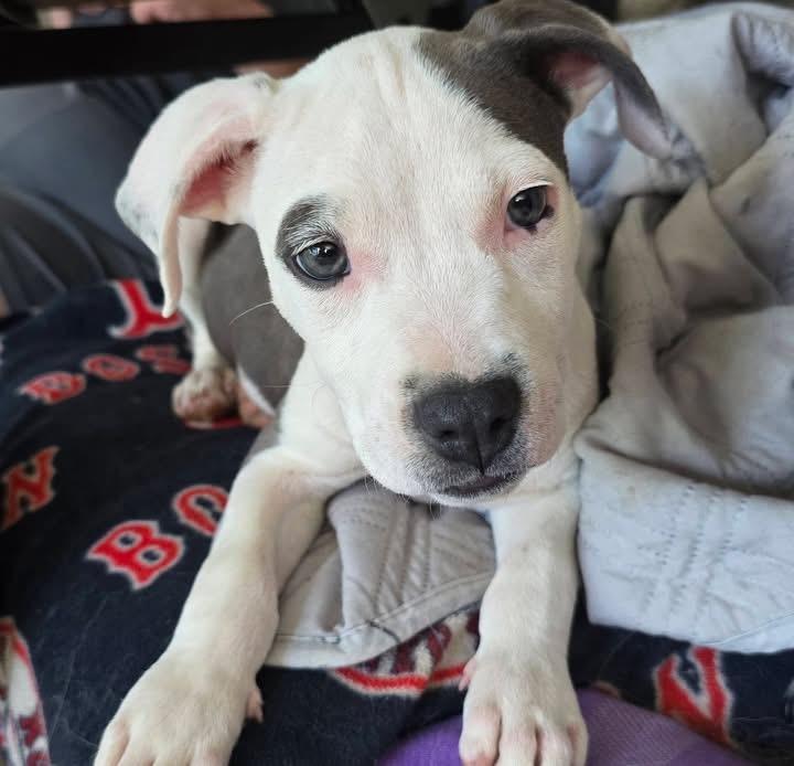 Maleficent, Adoptable, Puppy Female American Staffordshire Terrier.