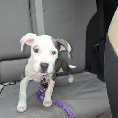 Enlarge Maleficent, a Adoptable mixed breed in Portland, ME image 4/5