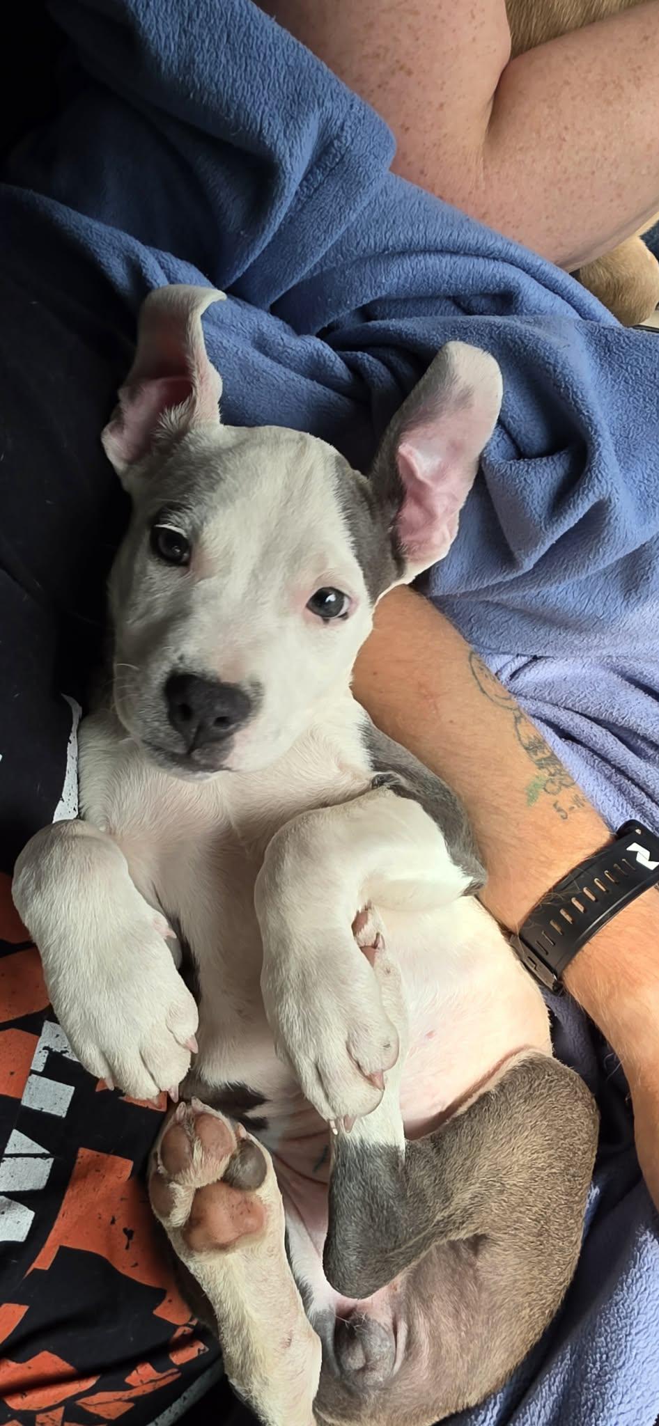 Enlarge Maleficent, a Adoptable mixed breed in Portland, ME image 2/5