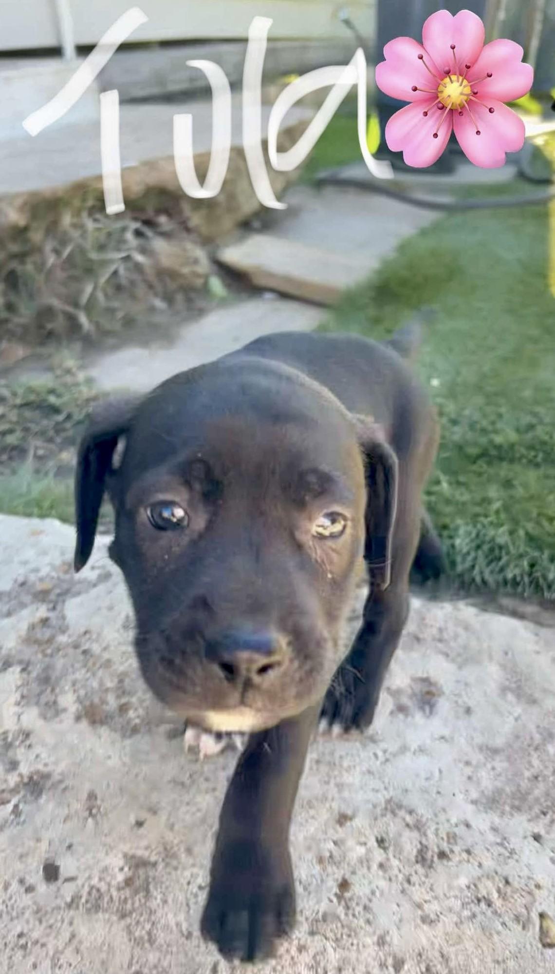 Tula, Adopted, Puppy Female Labrador Retriever.