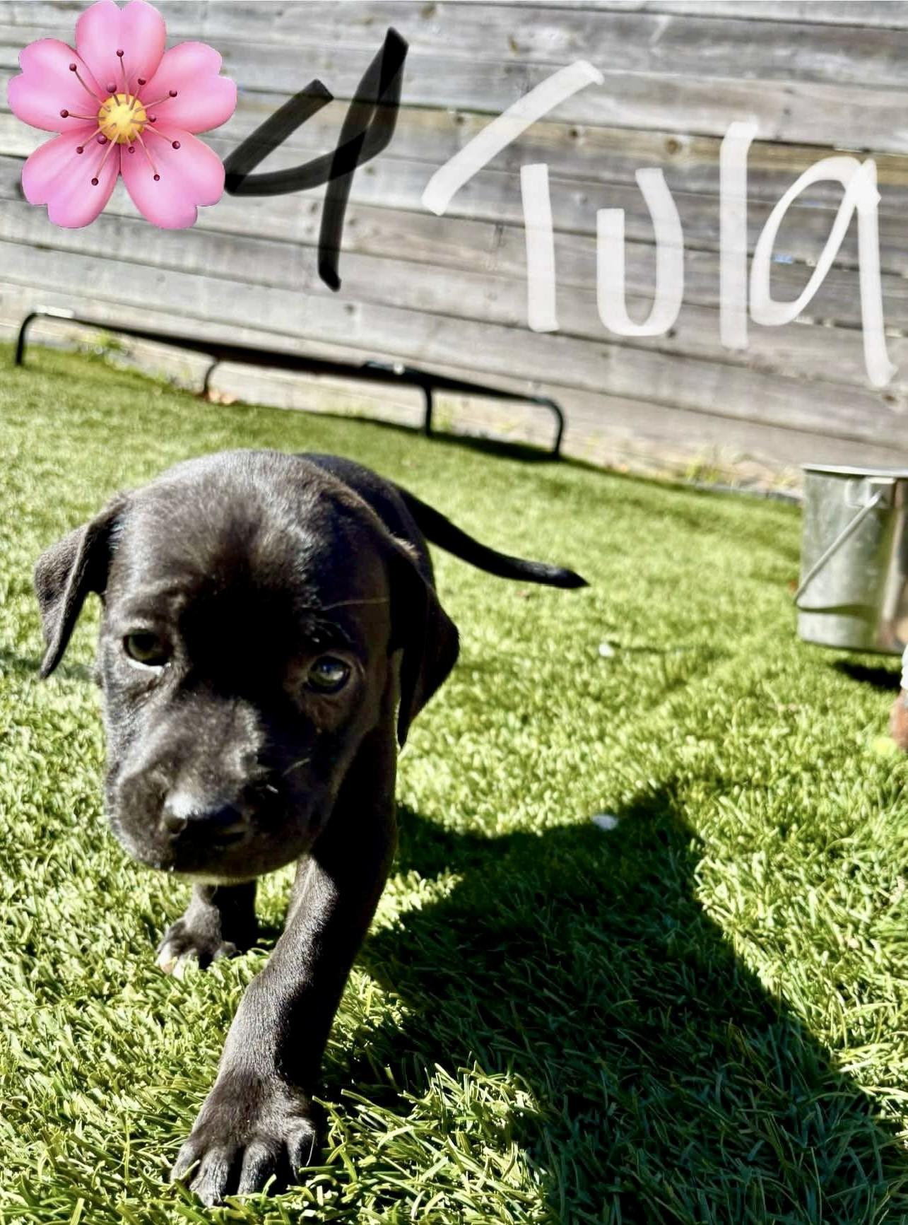 Enlarge Tula, a Adopted mixed breed in Milford, MA image 2/2