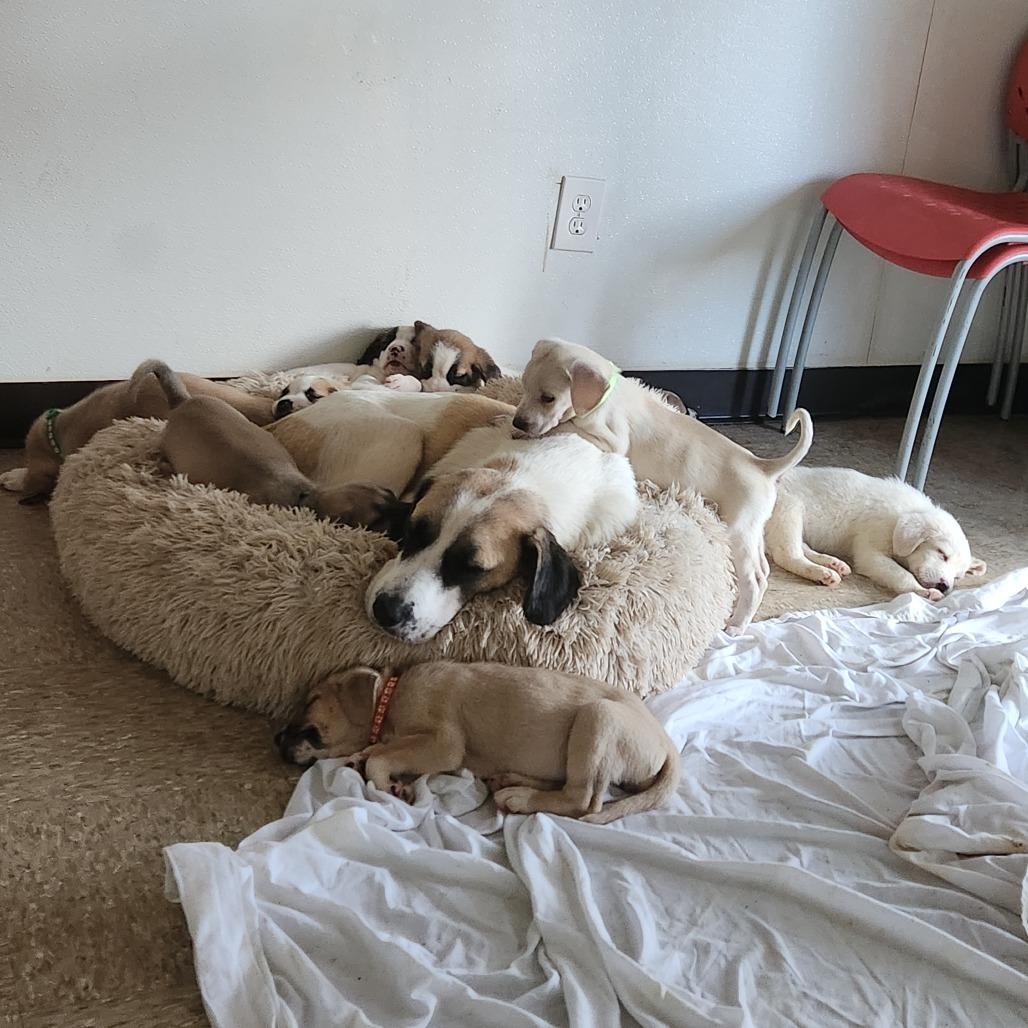 Maddison 21798 — thumbnail 2