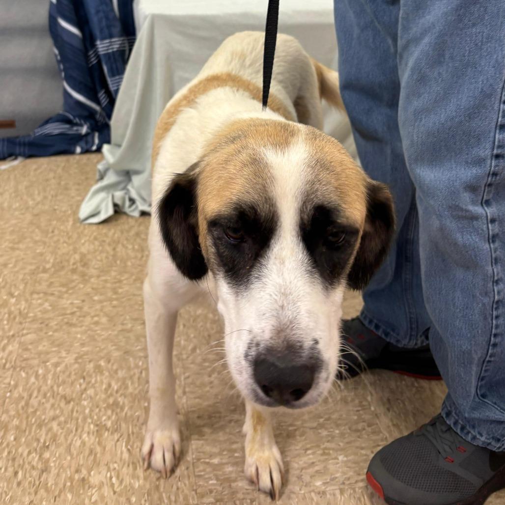 Maddison 21798 — thumbnail 3