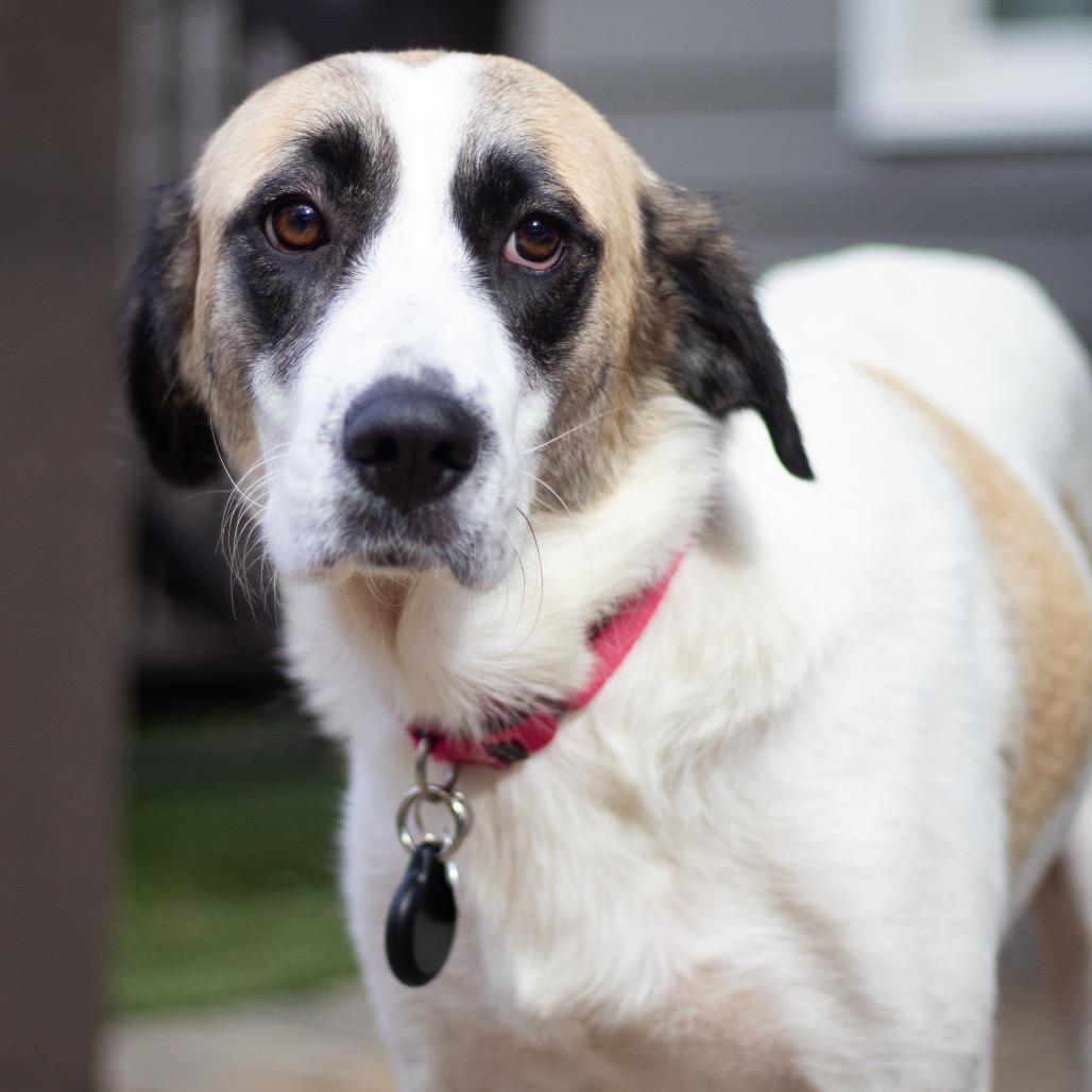 Maddison 21798 — thumbnail 5