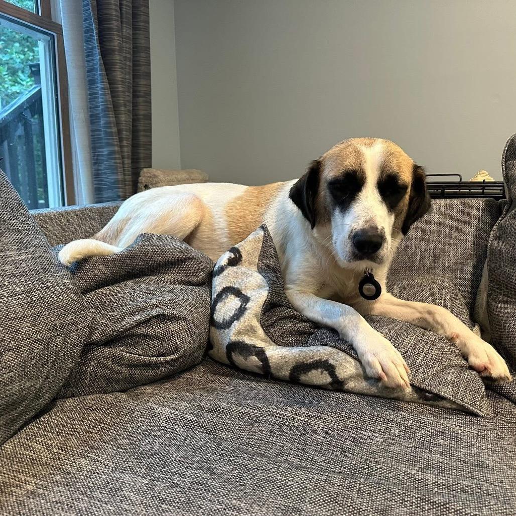 Maddison 21798 — thumbnail 6