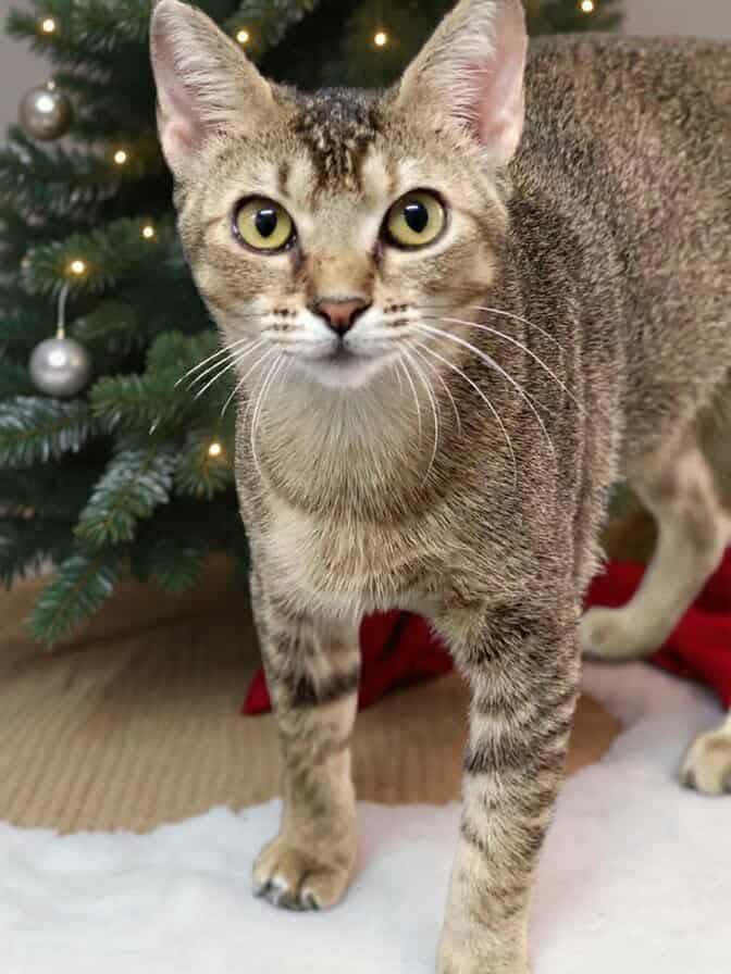 Maggie, a Adoptable mixed breed in South Amboy, NJ image 1/3