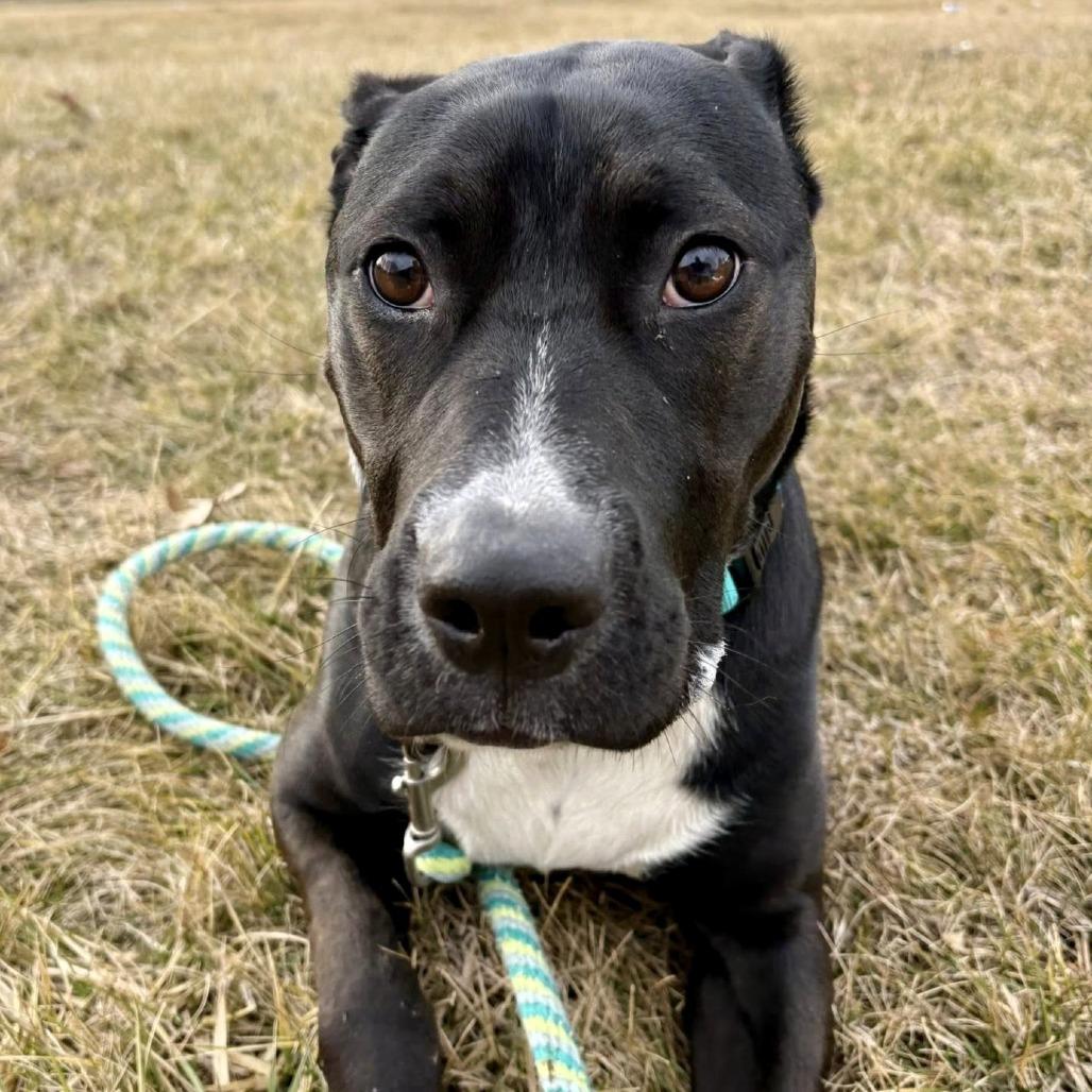 Enlarge Thia, a Adoptable mixed breed in Shawnee, KS image 1/6