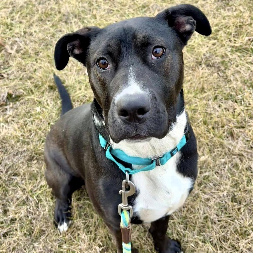 Thia, Adoptable, Adult Female Black Labrador Retriever & Mixed Breed.
