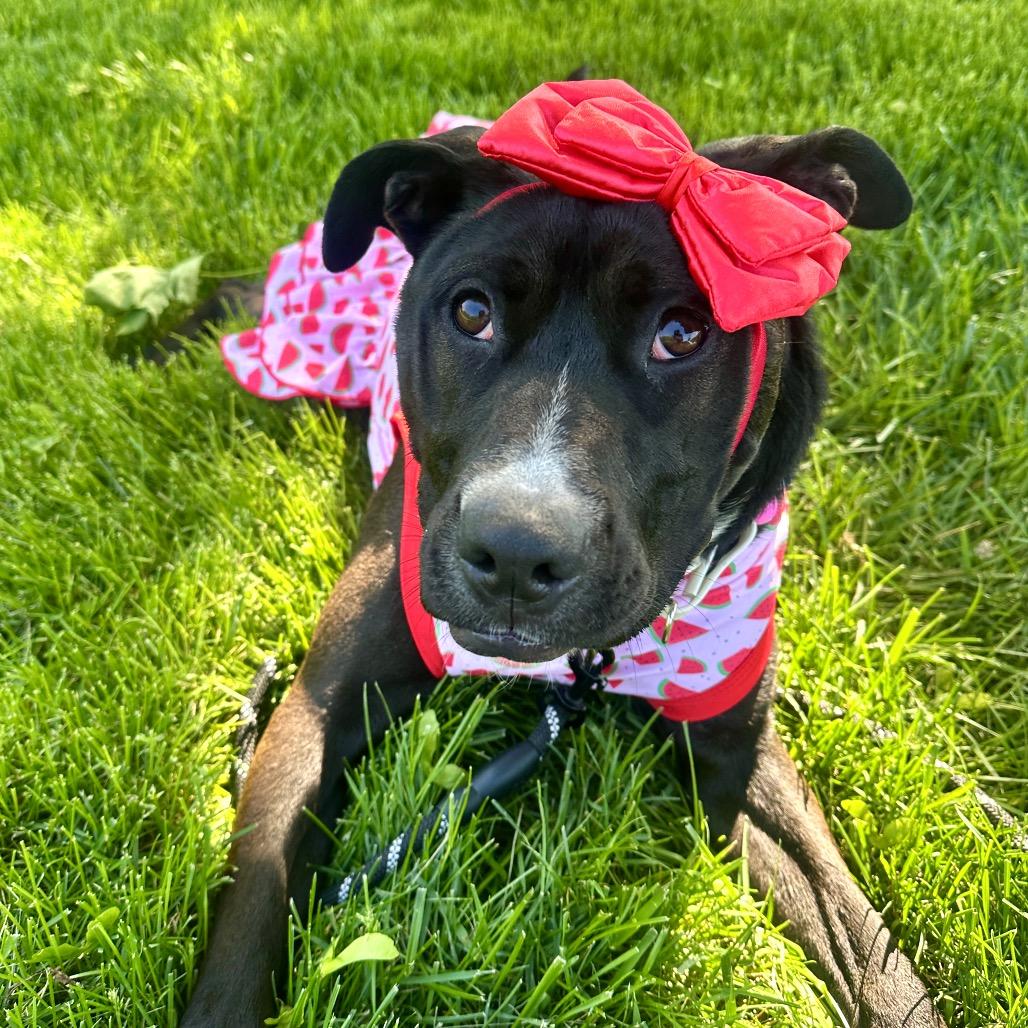 Enlarge Thia, a Adoptable mixed breed in Shawnee, KS image 3/6