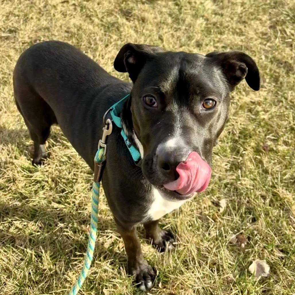 Enlarge Thia, a Adoptable mixed breed in Shawnee, KS image 4/6