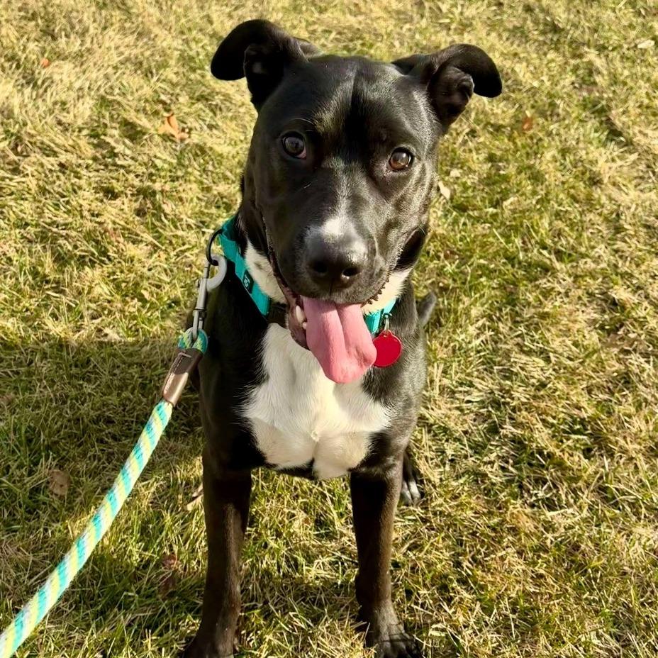 Enlarge Thia, a Adoptable mixed breed in Shawnee, KS image 5/6