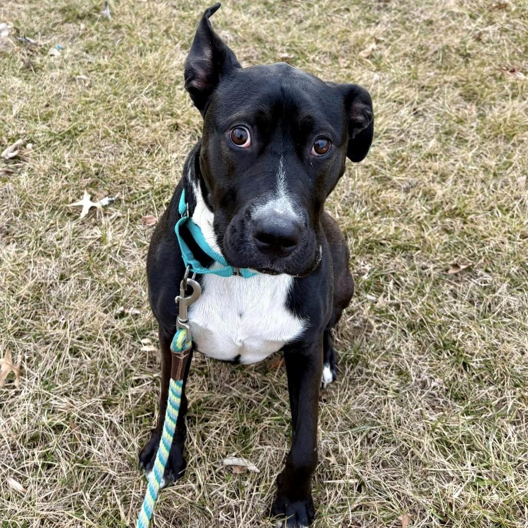 Enlarge Thia, a Adoptable mixed breed in Shawnee, KS image 6/6
