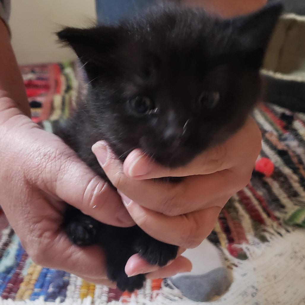 Asher, Adoptable, Kitten Female Domestic Medium Hair.