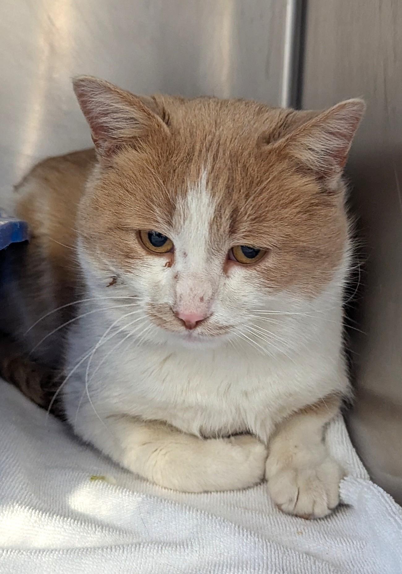 Pumpkin, Adoptable, Adult Male Domestic Short Hair.