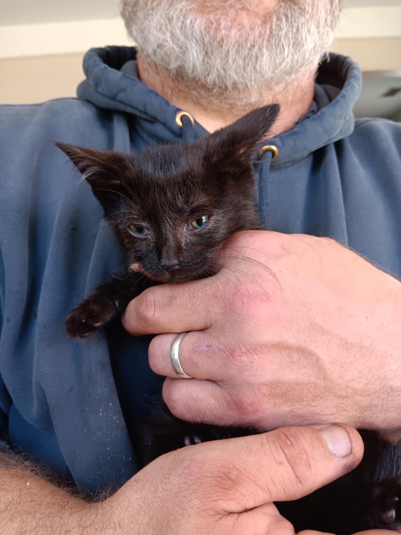 Gremlin BI, Adoptable, Young Female Domestic Short Hair.