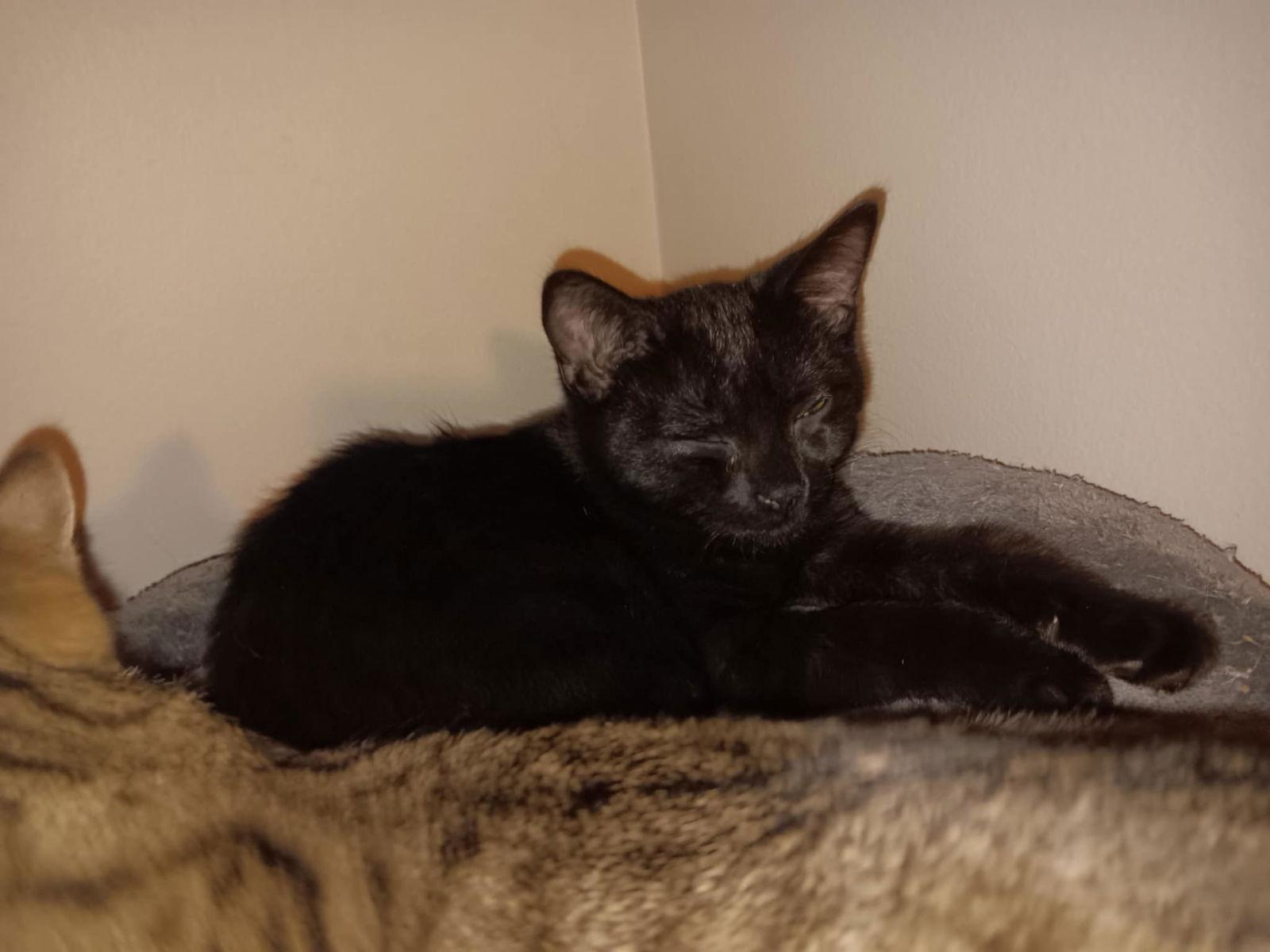 Enlarge Gremlin BI, a Adoptable Domestic Short Hair in Clinton, MI image 3/3