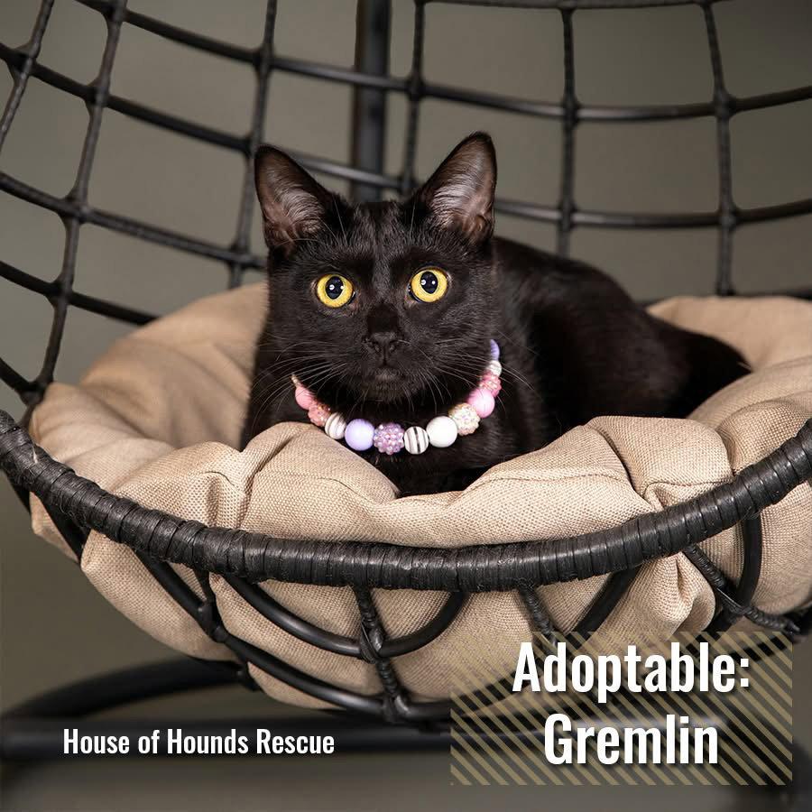 Enlarge Gremlin BI, a Adoptable Domestic Short Hair in Clinton, MI image 3/3