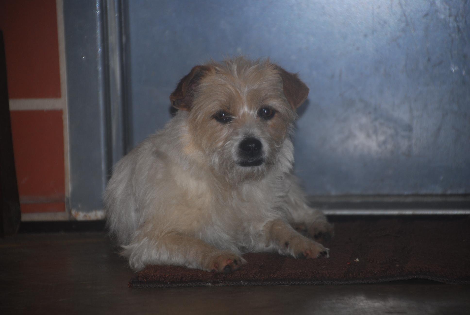 Enlarge Frito, an adopted mixed breed in Chardon, OH image 6/6