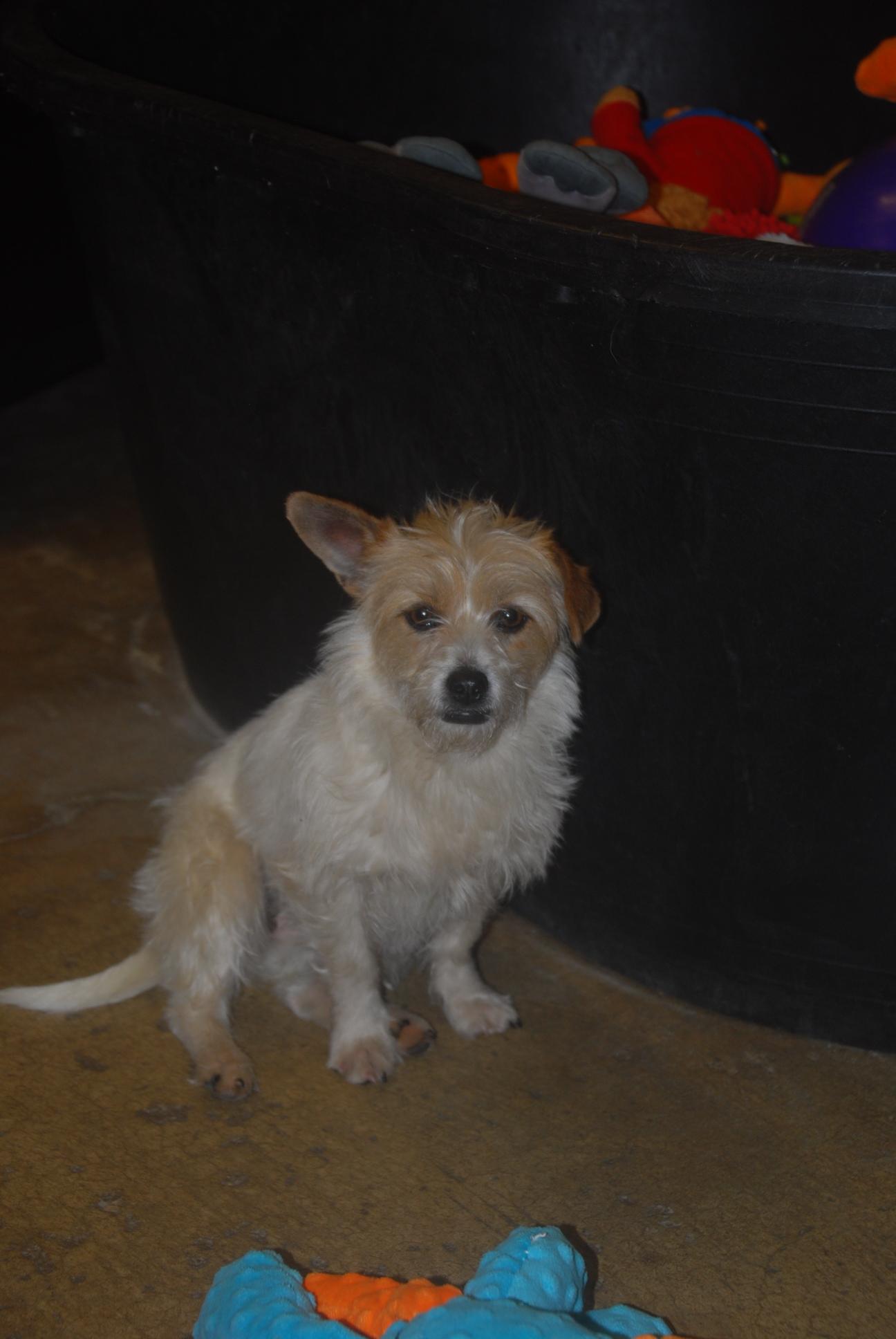 Enlarge Frito, an adopted mixed breed in Chardon, OH image 2/6