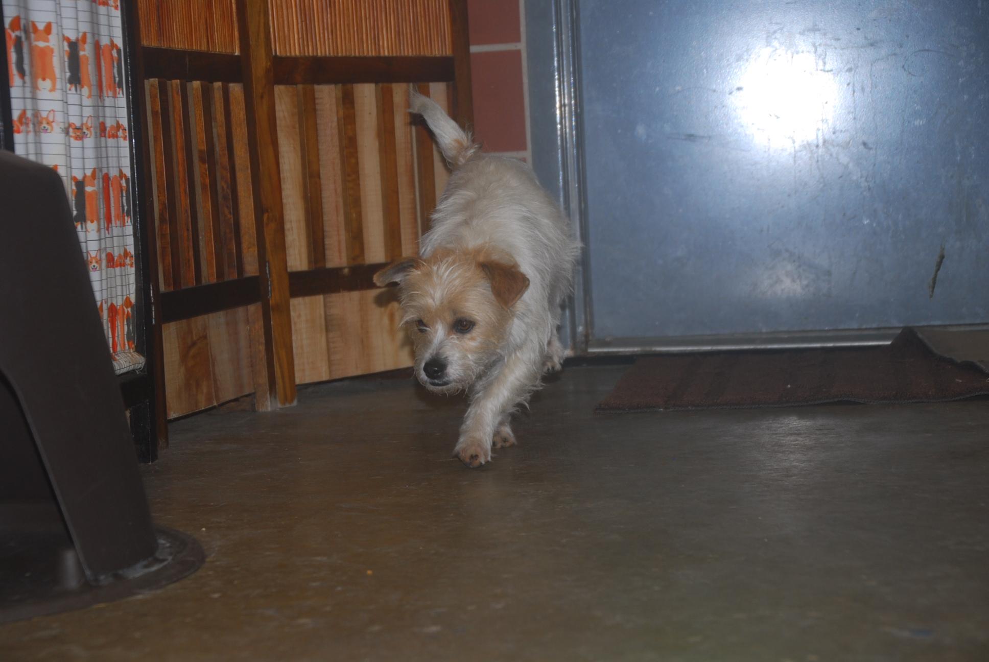 Enlarge Frito, an adopted mixed breed in Chardon, OH image 5/6