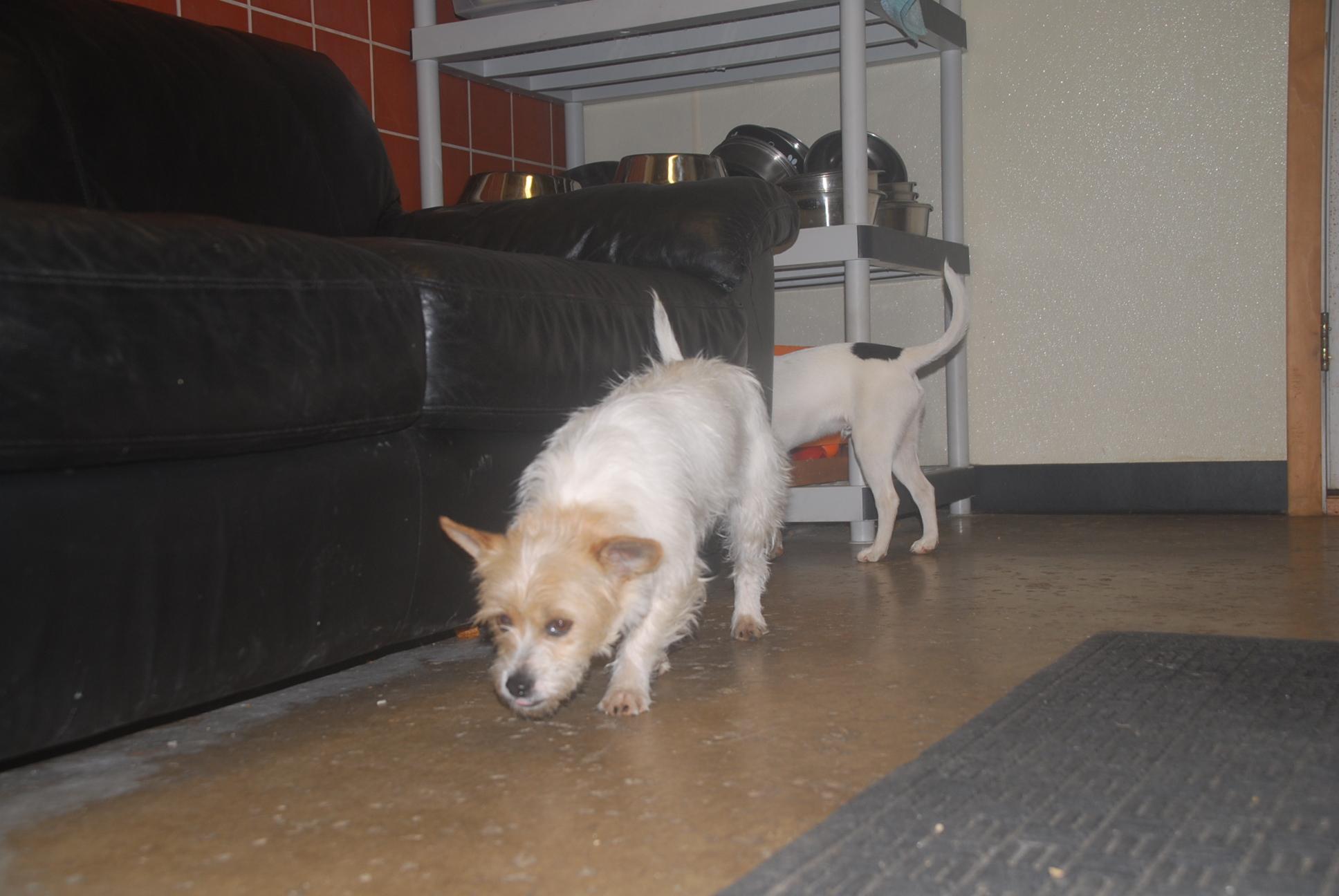 Enlarge Frito, an adopted mixed breed in Chardon, OH image 4/6