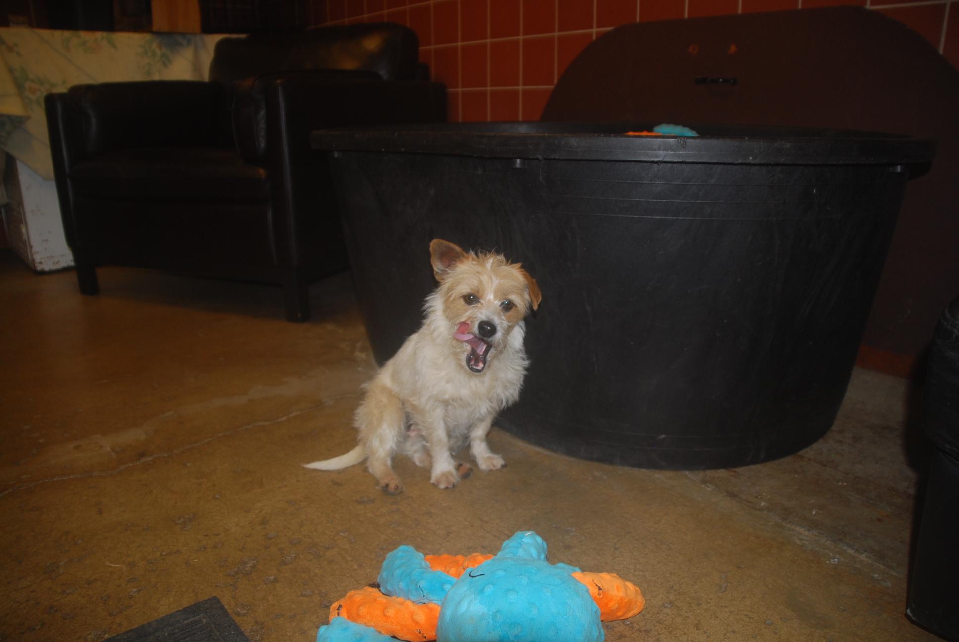 Frito, adopted, Young Female Jack Russell Terrier.