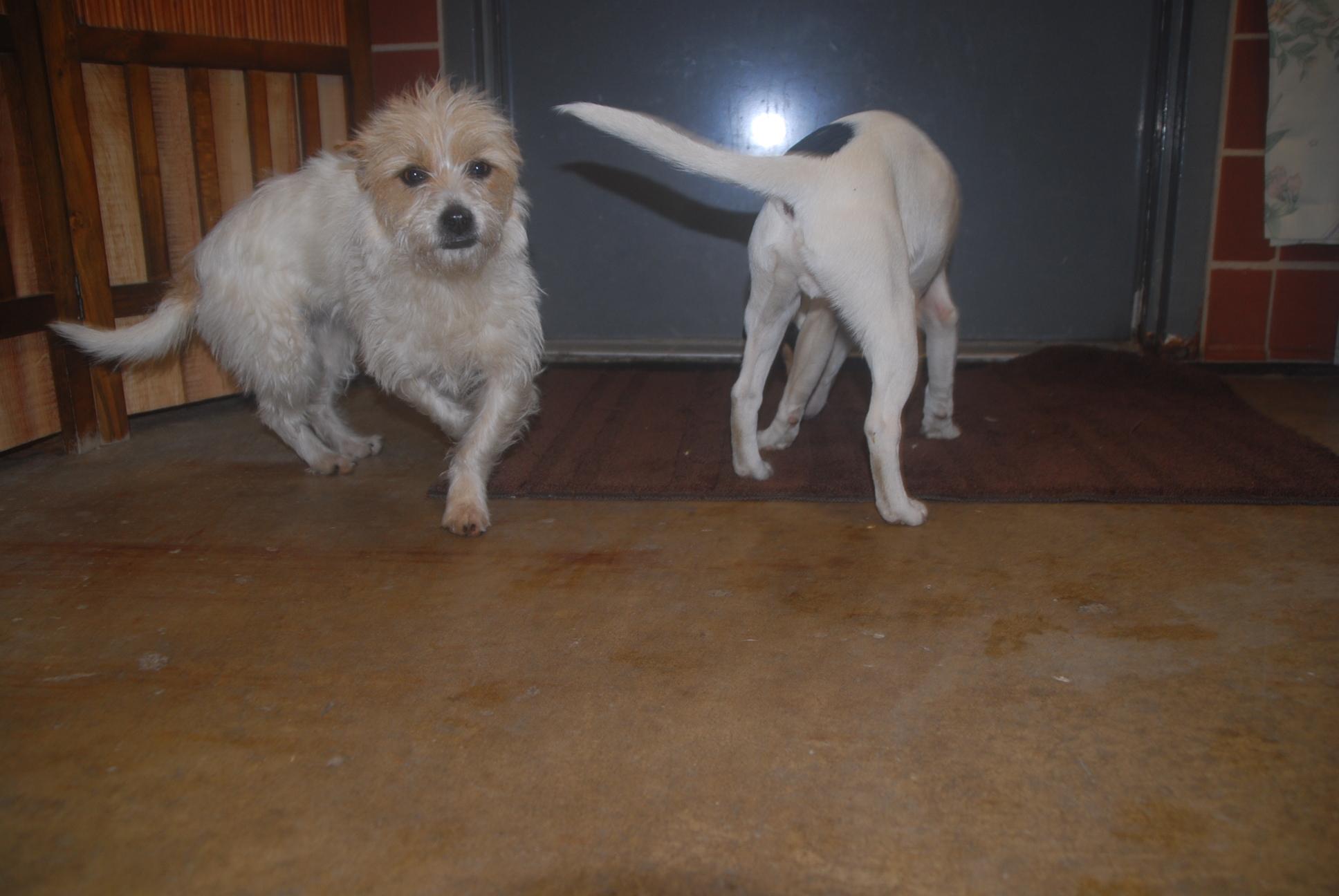 Enlarge Frito, an adopted mixed breed in Chardon, OH image 3/6