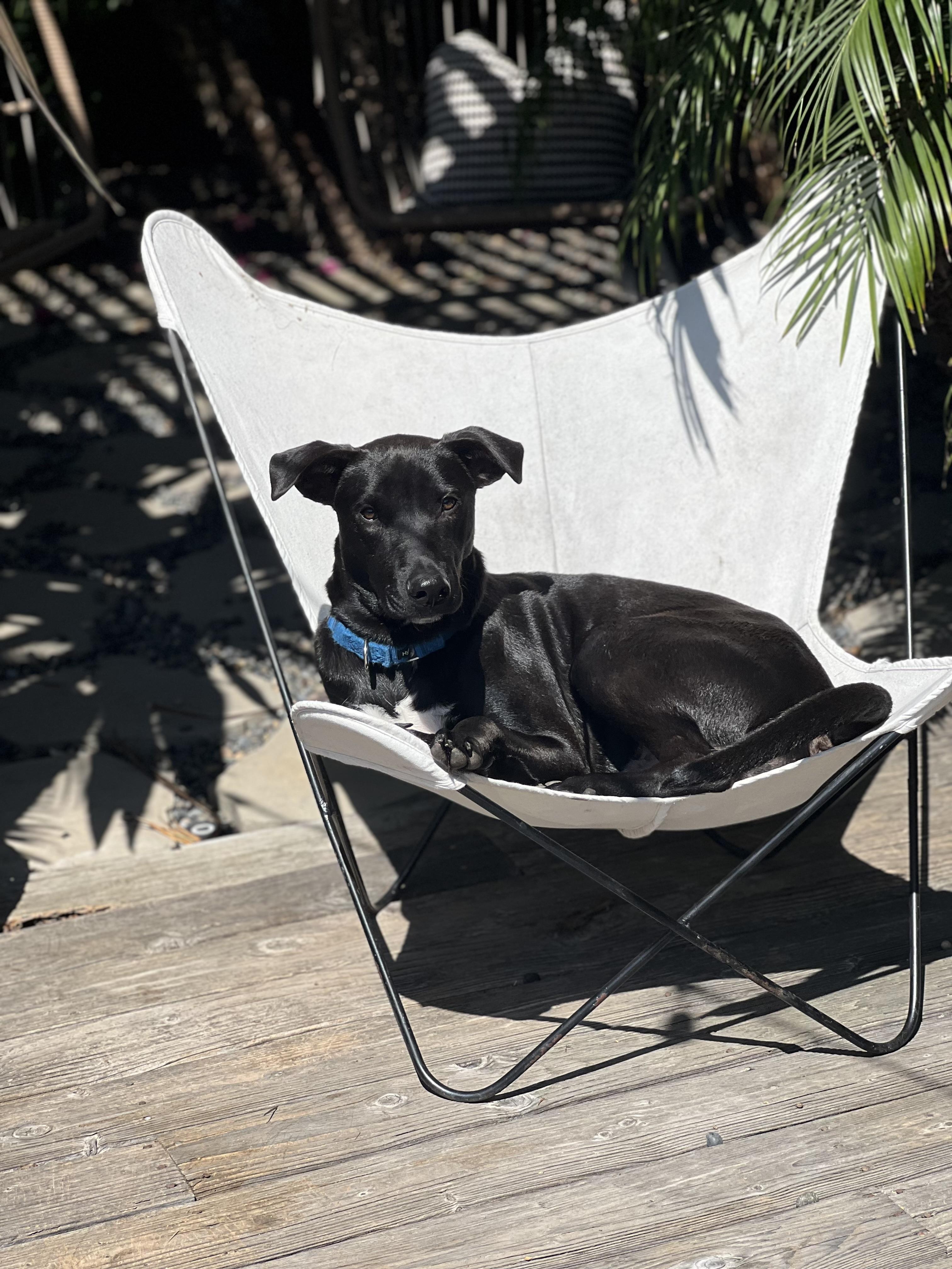 Brix~ ready for adventure, a Adoptable mixed breed in Irvine, CA image 2/6