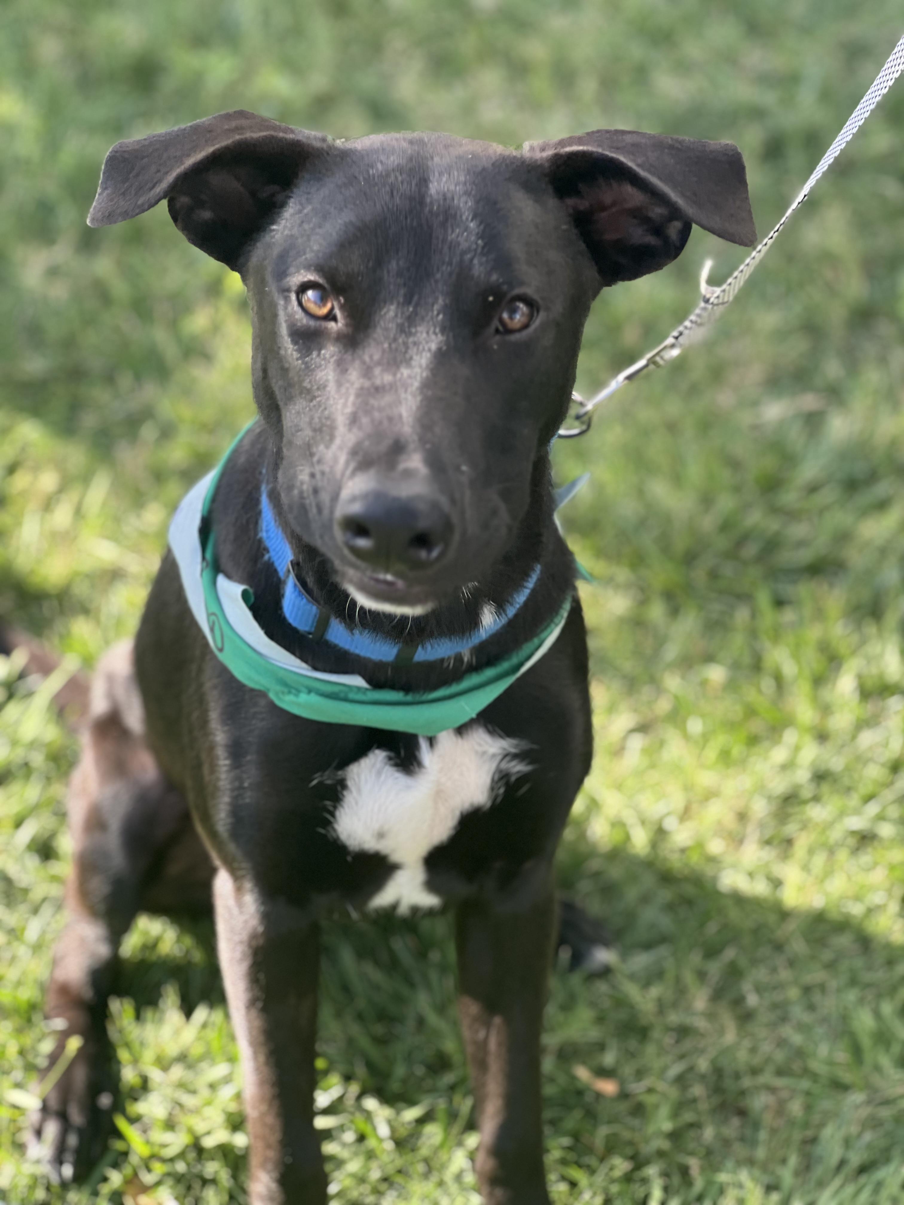 Brix~ ready for adventure, a Adoptable mixed breed in Irvine, CA image 1/6