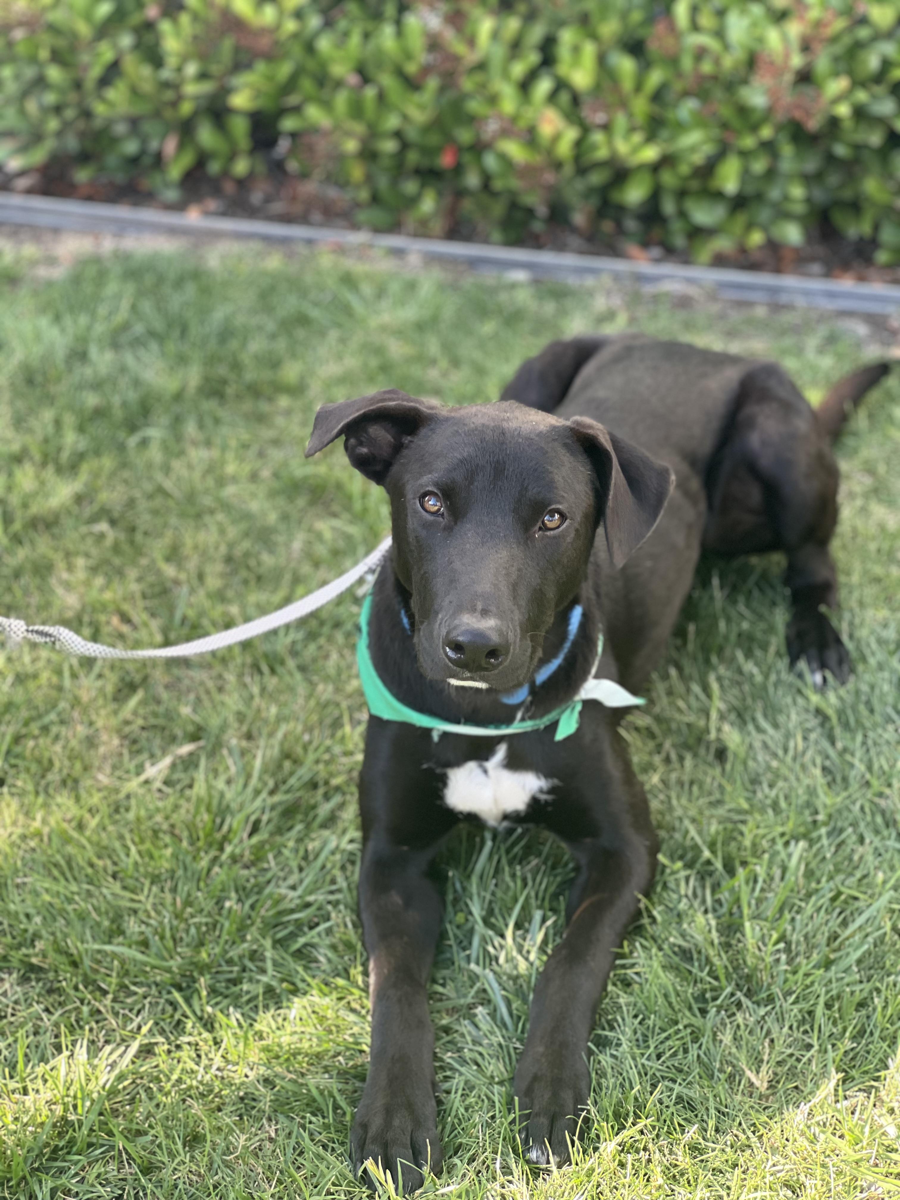 Brix~ ready for adventure, a Adoptable mixed breed in Irvine, CA image 3/6