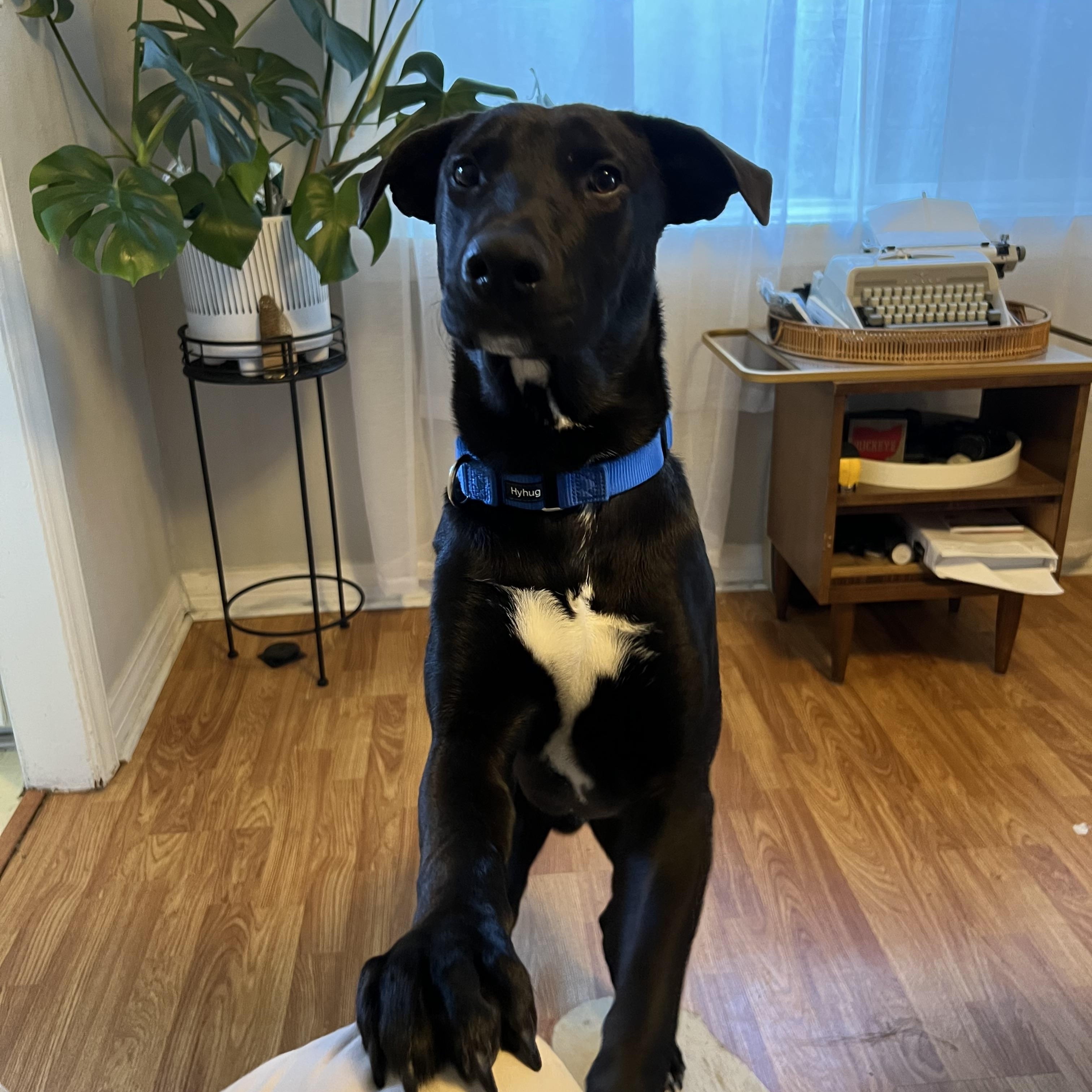 Brix~ ready for adventure, a Adoptable mixed breed in Irvine, CA image 4/6