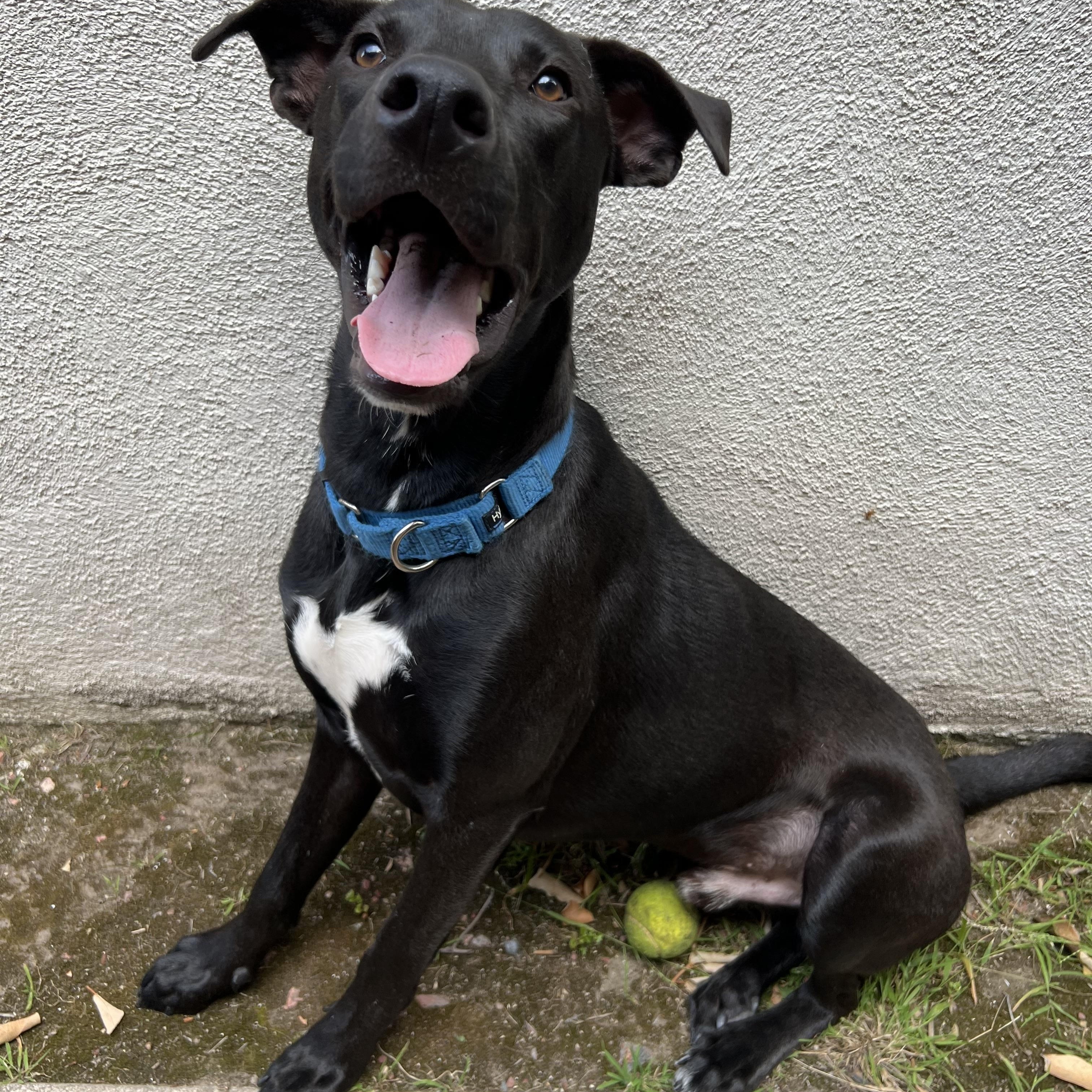 Brix~ ready for adventure, a Adoptable mixed breed in Irvine, CA image 5/6