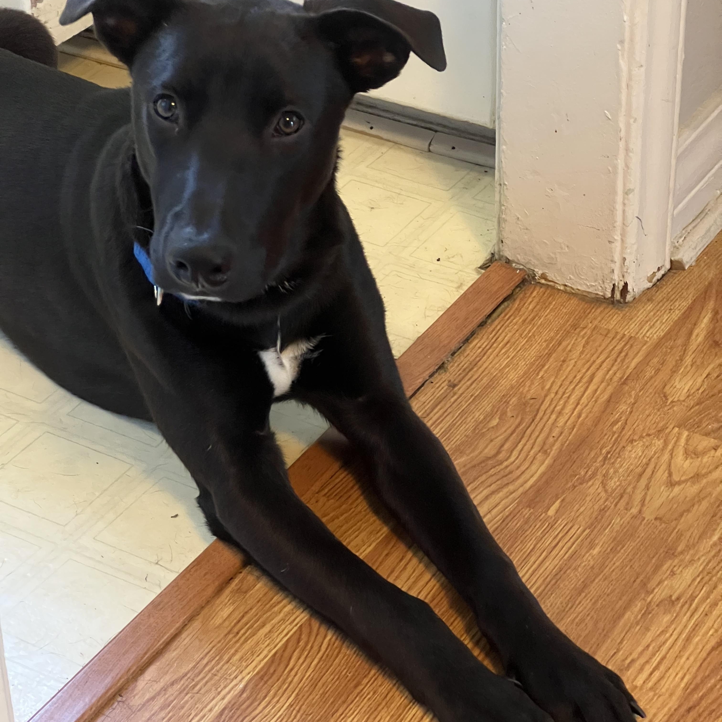 Brix~ ready for adventure, a Adoptable mixed breed in Irvine, CA image 6/6