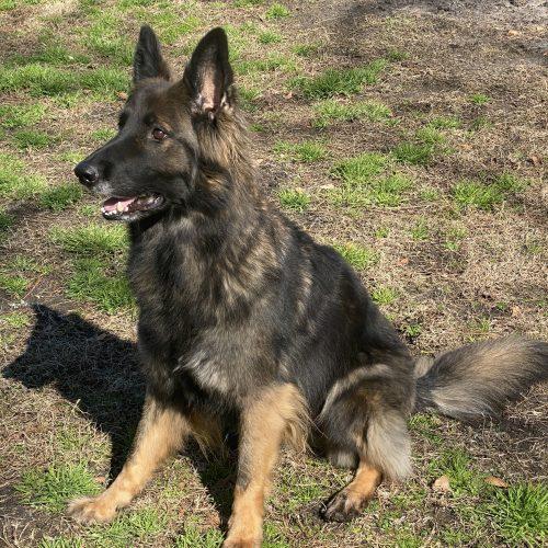 Sammie Lynn, Adoptable, Adult Female German Shepherd Dog.