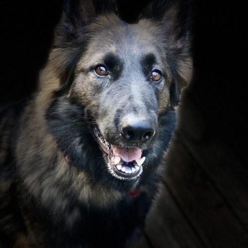 Enlarge Sammie Lynn, a Adoptable German Shepherd Dog in Raleigh, NC image 2/4