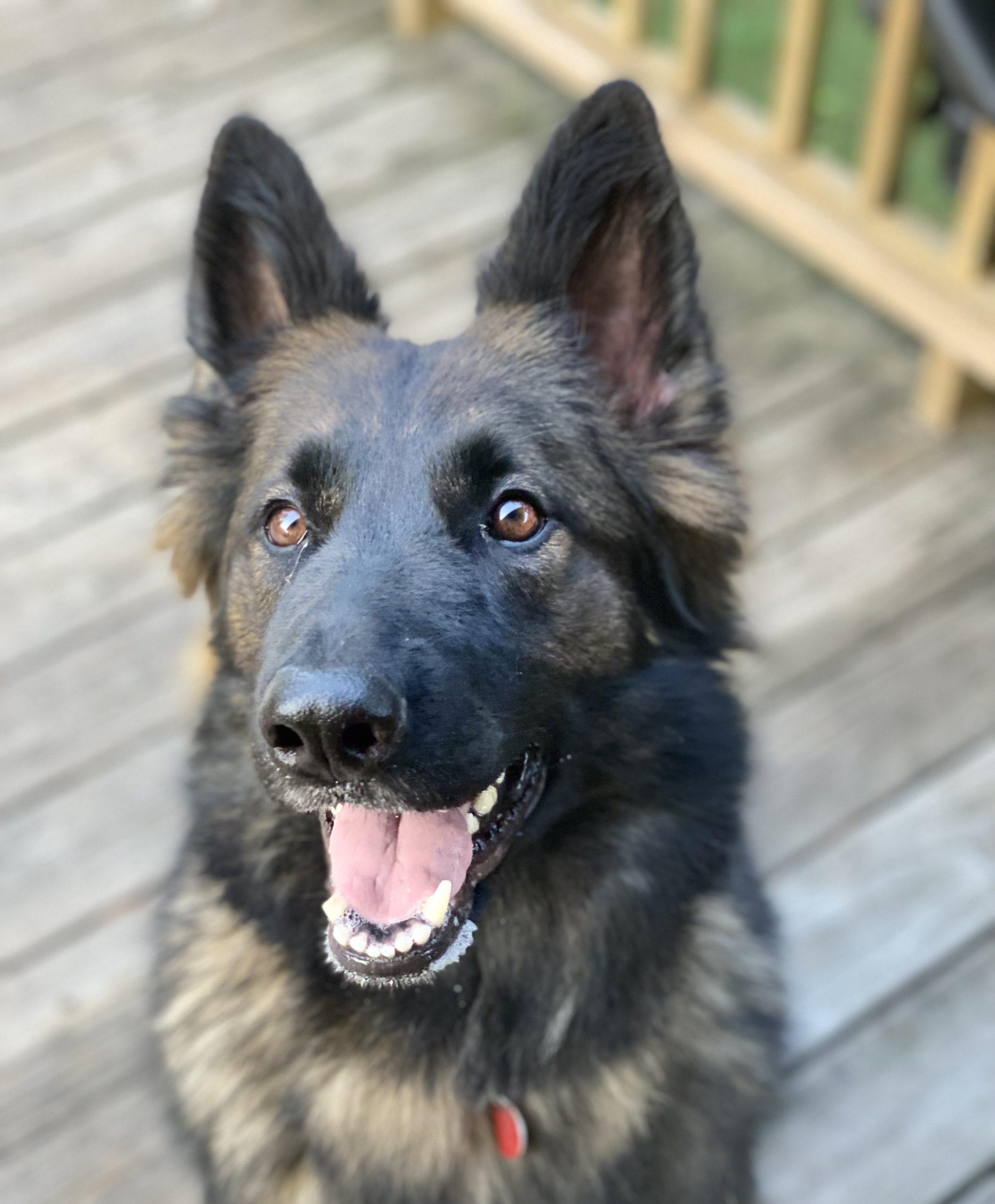 Enlarge Sammie Lynn, a Adoptable German Shepherd Dog in Raleigh, NC image 3/4