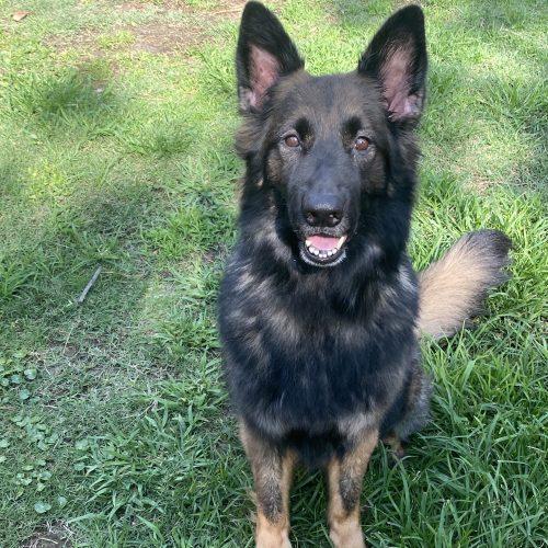 Enlarge Sammie Lynn, a Adoptable German Shepherd Dog in Raleigh, NC image 4/4