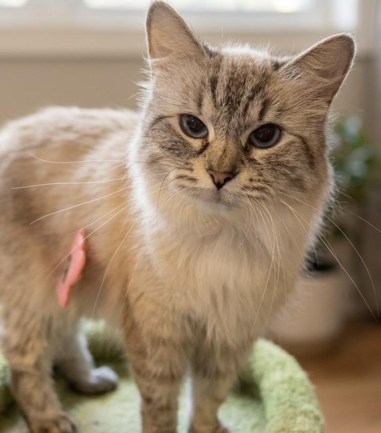 MAGNIFICENT MILLIE!, adopted, Adult Female Ragdoll & Siamese.