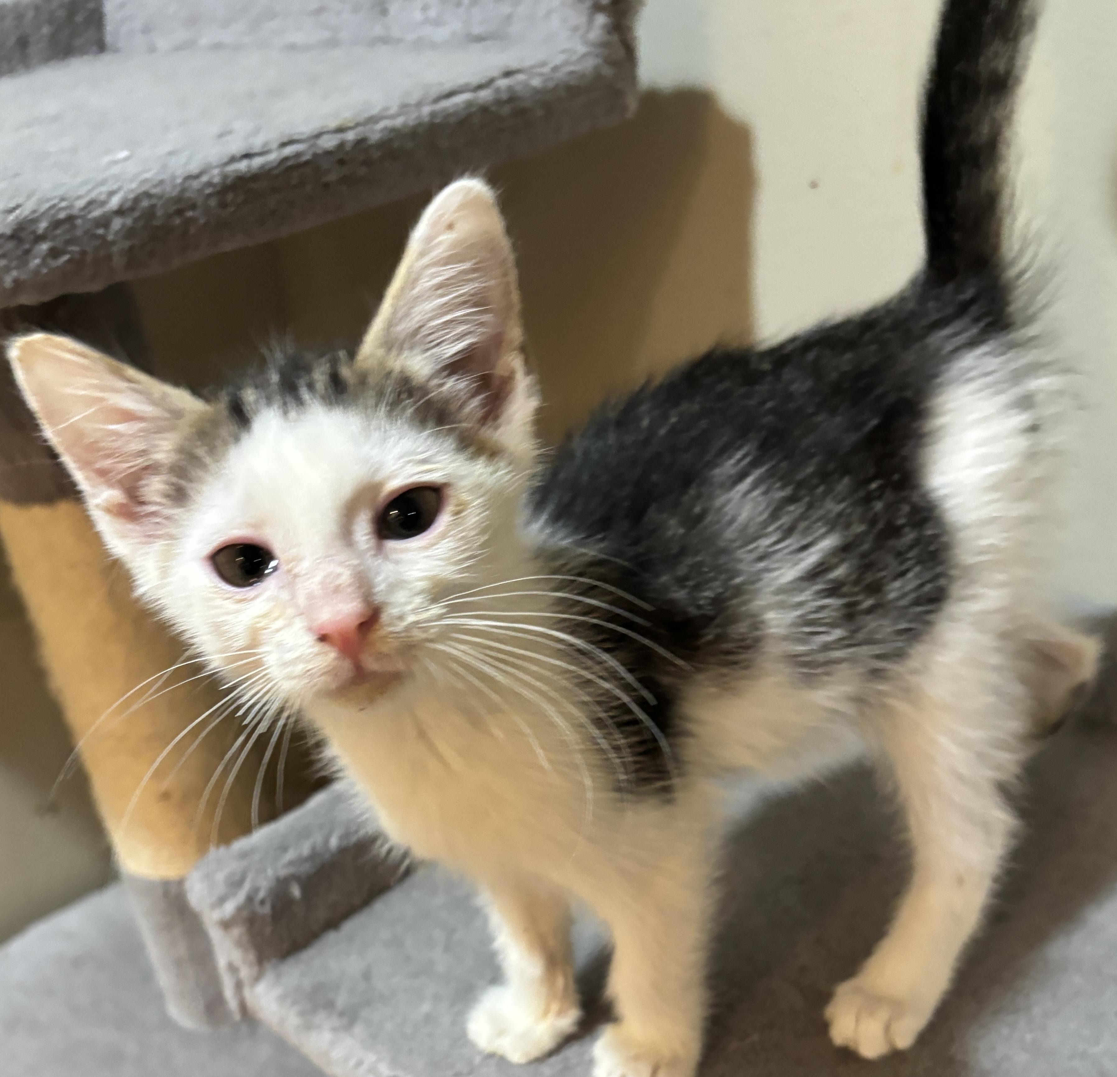 Berry, Adoptable, Kitten Male Domestic Short Hair.