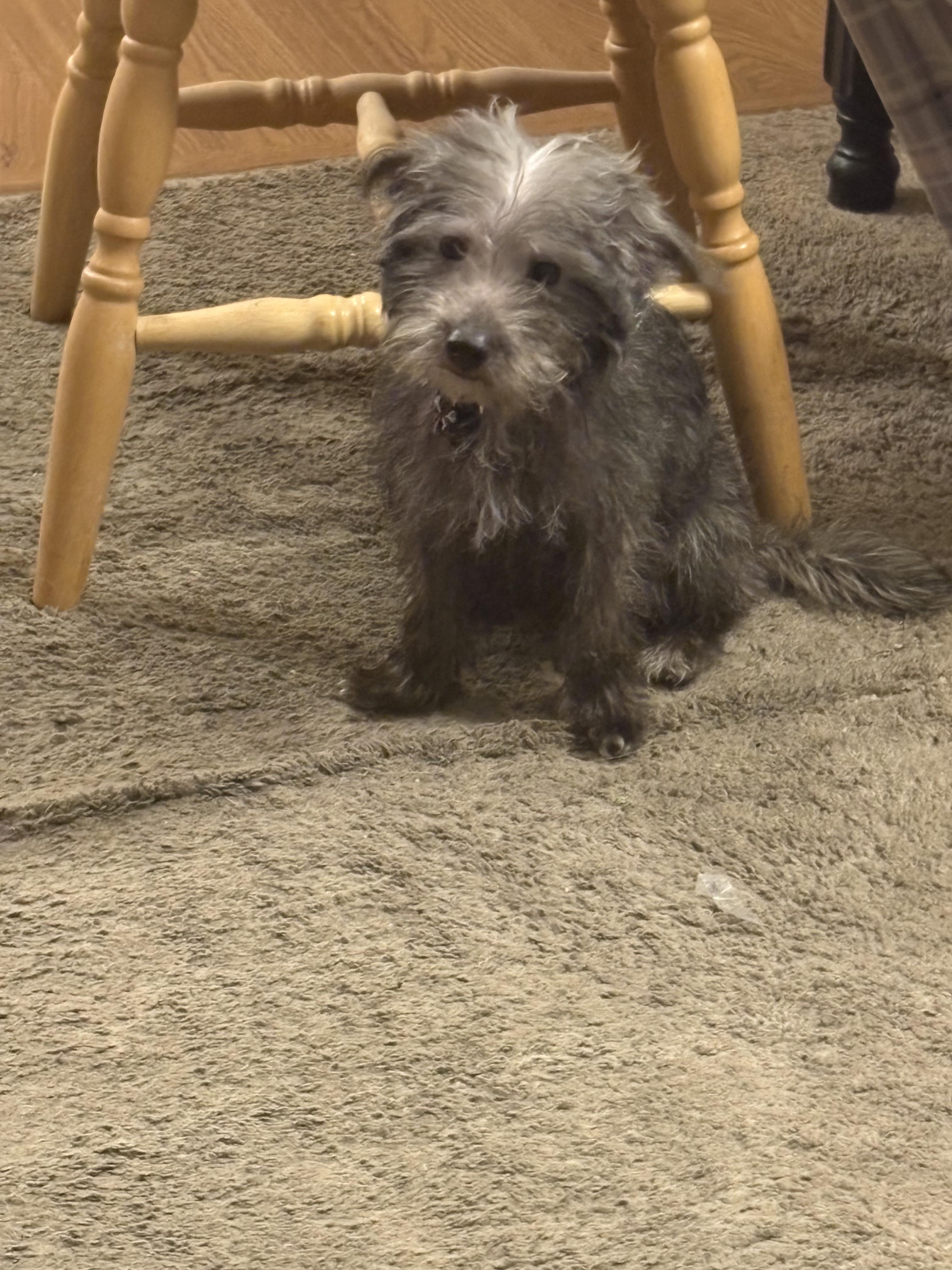 Enlarge Wyatt, a ADOPTABLE mixed breed in Grand Rapids, MI image 1/1