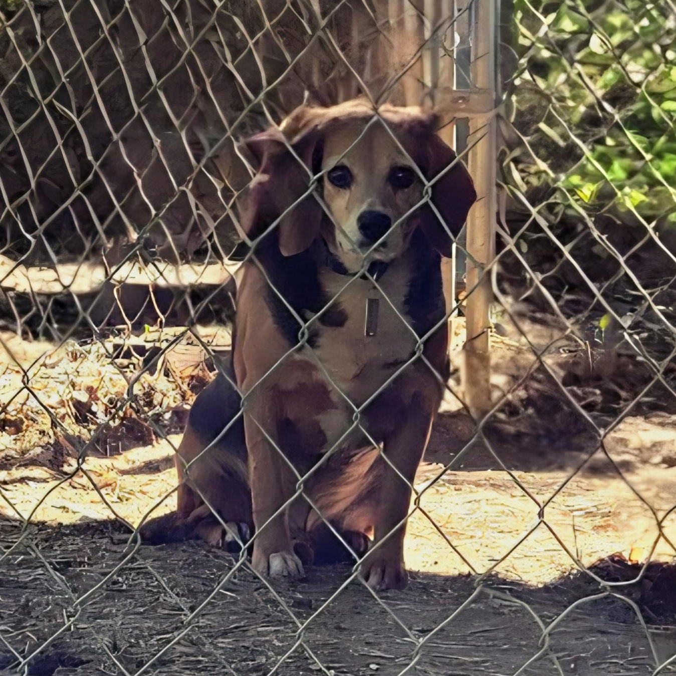 Enlarge Tanner, a ADOPTABLE Beagle in Stoughton, MA image 3/4