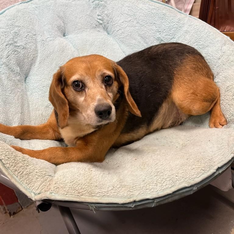 Enlarge Tanner, a ADOPTABLE Beagle in Stoughton, MA image 4/4